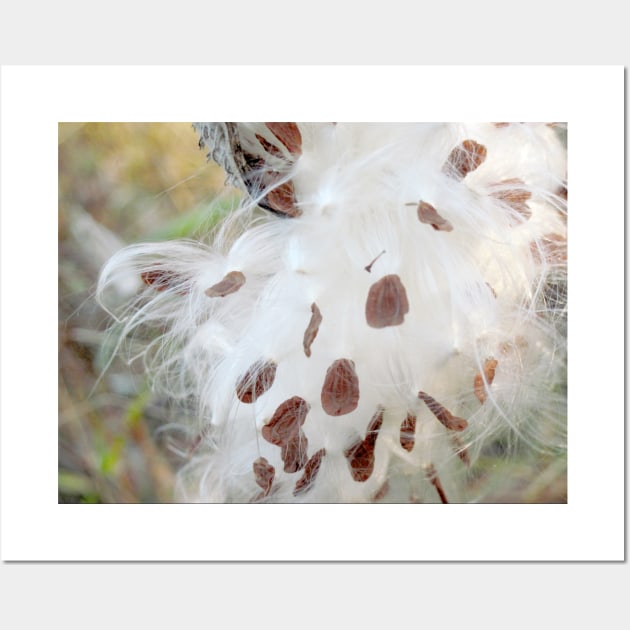 Milkweed Seeds Wall Art by ConniSchaf